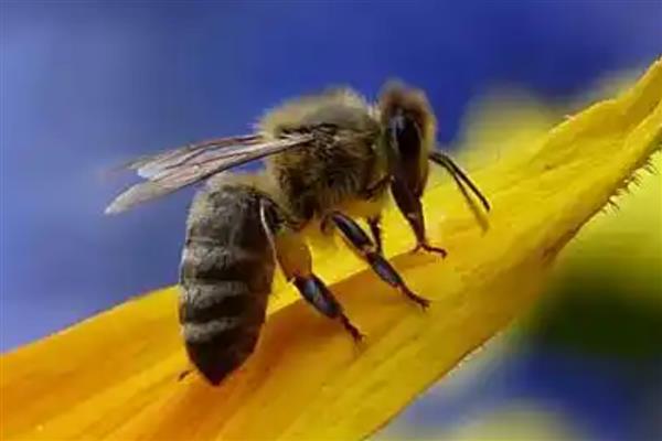 工蜂为什么飞进飞出不带花粉,可能是没有蜂王