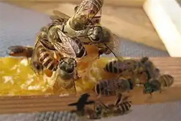 工蜂为什么飞进飞出不带花粉,可能是没有蜂王