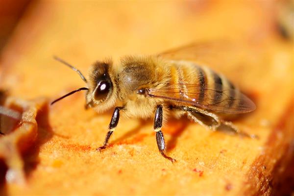 工蜂为什么飞进飞出不带花粉,可能是没有蜂王