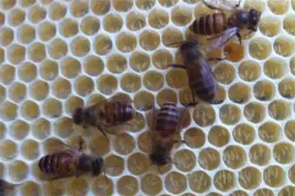 工蜂为什么飞进飞出不带花粉,可能是没有蜂王