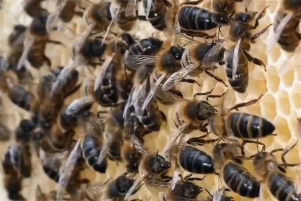 工蜂为什么飞进飞出不带花粉,可能是没有蜂王