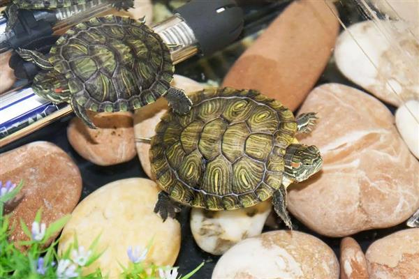 冬天怎么养乌龟好,每年的11月份时停止喂食