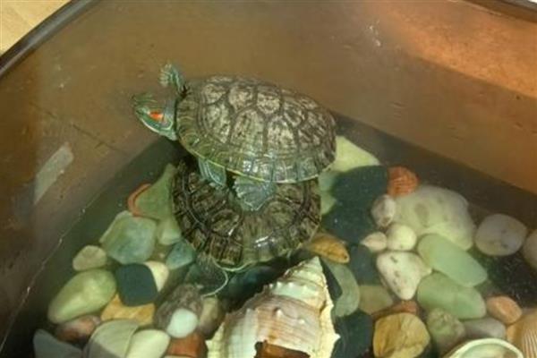 冬天怎么养乌龟好,每年的11月份时停止喂食