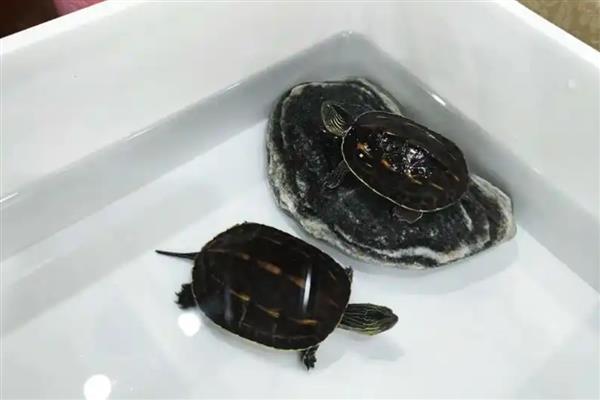 冬天怎么养乌龟好,每年的11月份时停止喂食