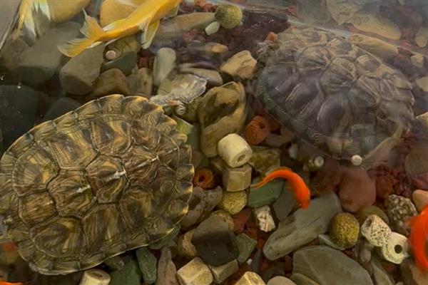 冬天怎么养乌龟好,每年的11月份时停止喂食