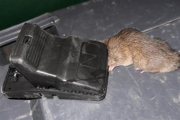 驱鼠的最佳办法，可以用老鼠夹灭鼠