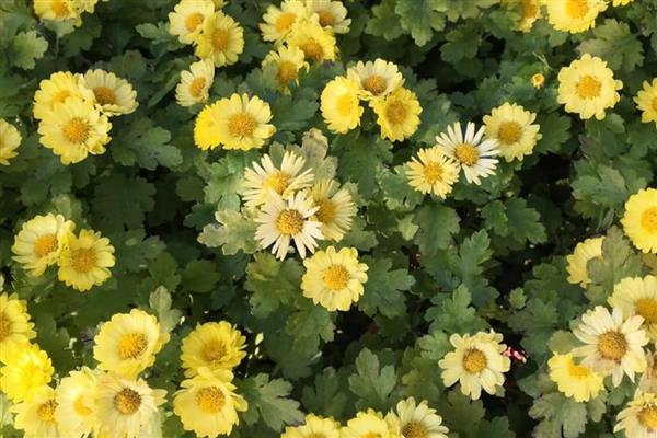 8月开的花卉，有菊花、葱兰等