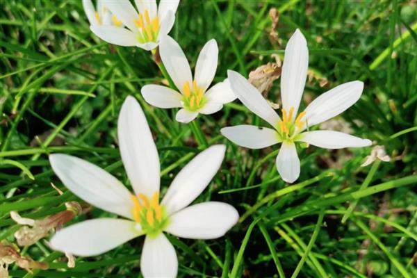 8月开的花卉，有菊花、葱兰等