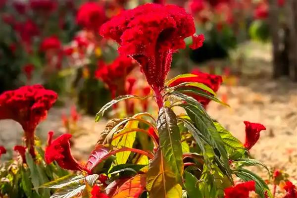 8月开的花卉，有菊花、葱兰等