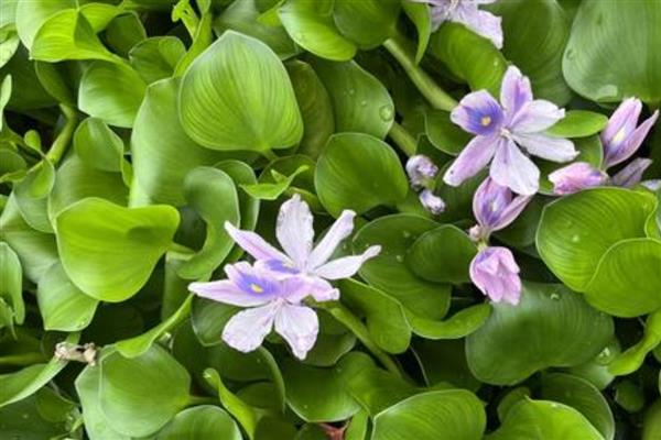 8月开的花卉，有菊花、葱兰等