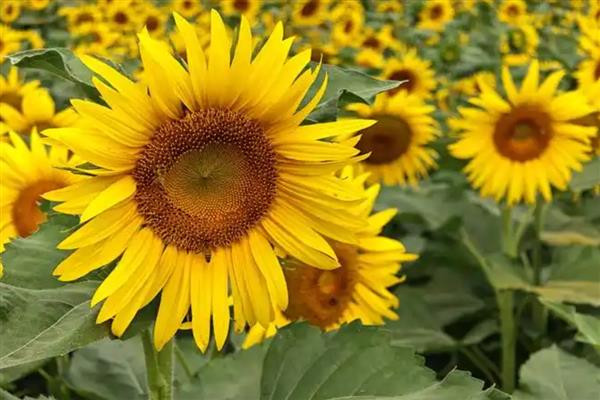 8月开的花卉，有菊花、葱兰等