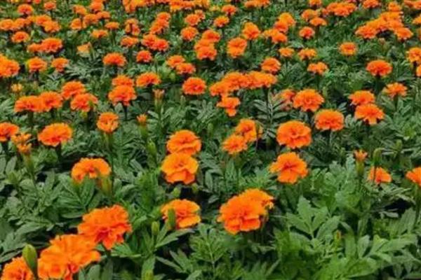 8月开的花卉，有菊花、葱兰等