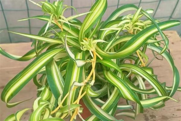 8月开的花卉，有菊花、葱兰等