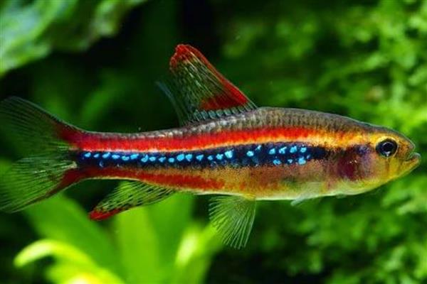 孔雀鱼能和什么鱼混养,可以和灯科鱼和神仙鱼混养