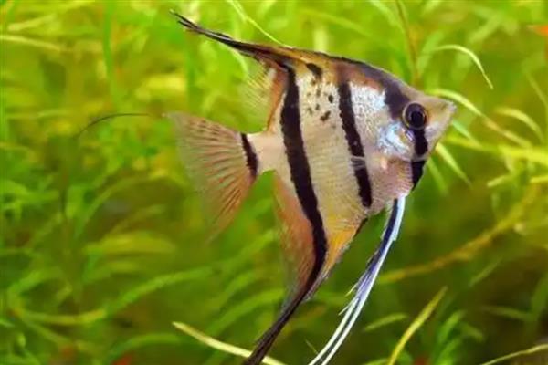 孔雀鱼能和什么鱼混养,可以和灯科鱼和神仙鱼混养