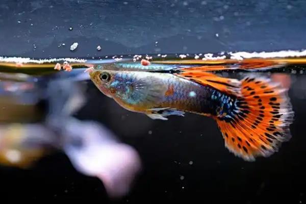 孔雀鱼能和什么鱼混养,可以和灯科鱼和神仙鱼混养