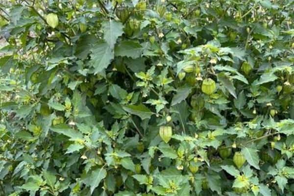 种灯笼果要施什么肥,要施农家肥、氮肥、磷肥等