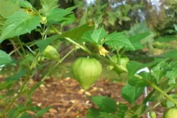 种灯笼果要施什么肥,要施农家肥、氮肥、磷肥等