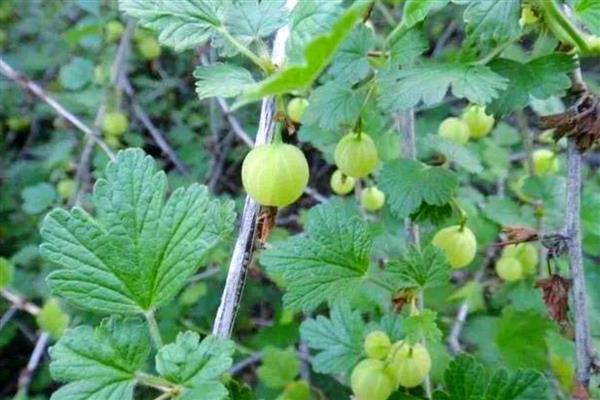 种灯笼果要施什么肥,要施农家肥、氮肥、磷肥等