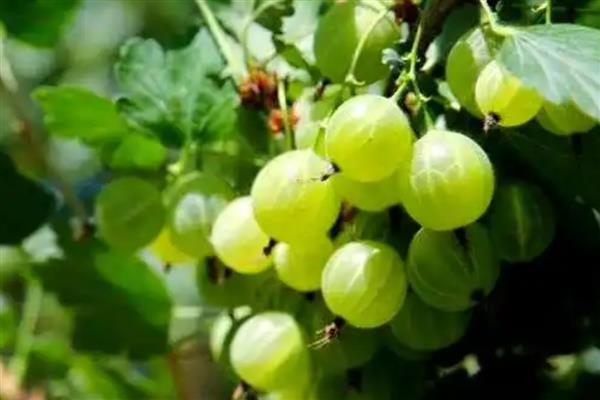 种灯笼果要施什么肥,要施农家肥、氮肥、磷肥等