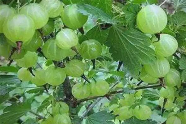 种灯笼果要施什么肥,要施农家肥、氮肥、磷肥等