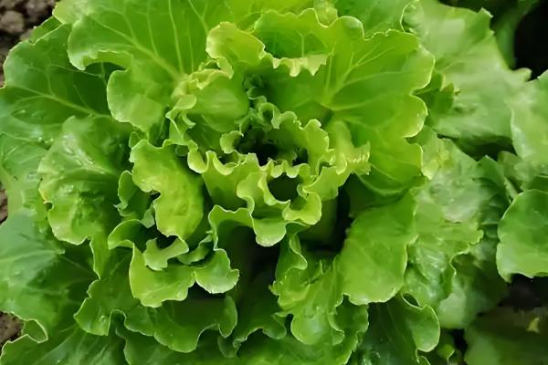 生菜球和生菜的区别是什么，品种和叶片均不同