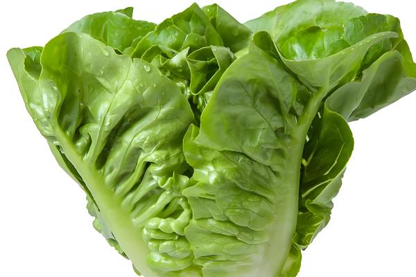 生菜球和生菜的区别是什么，品种和叶片均不同