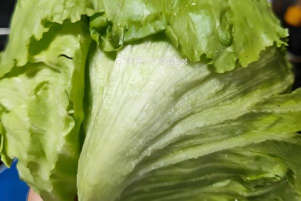 生菜球和生菜的区别是什么，品种和叶片均不同