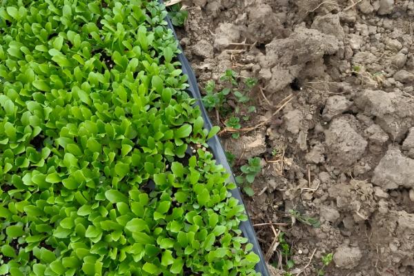 生菜球和生菜的区别是什么，品种和叶片均不同