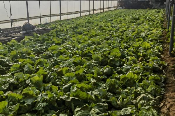 生菜球和生菜的区别是什么，品种和叶片均不同