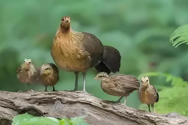 原鸡和家鸡的区别，形态和习性均不同