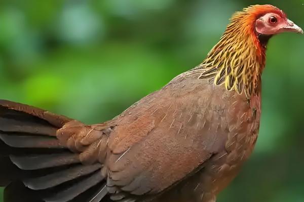 原鸡和家鸡的区别，形态和习性均不同
