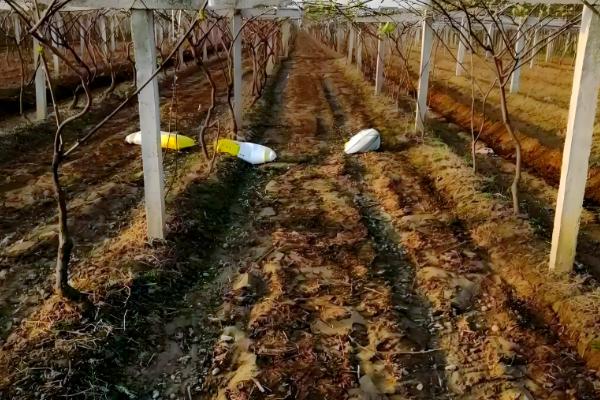 种奇异果要施什么肥，最好以化学肥料为主