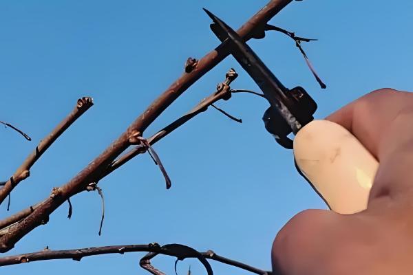 种奇异果要施什么肥，最好以化学肥料为主