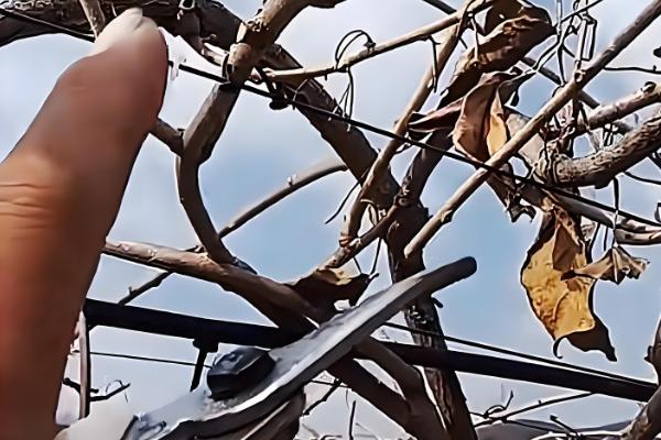 种奇异果要施什么肥，最好以化学肥料为主