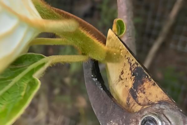 种奇异果要施什么肥，最好以化学肥料为主