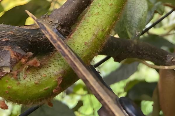 种奇异果要施什么肥，最好以化学肥料为主