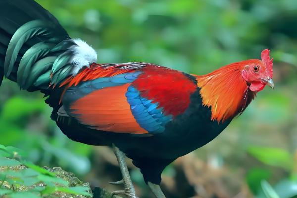 原鸡和家鸡的区别，形态和习性均不同