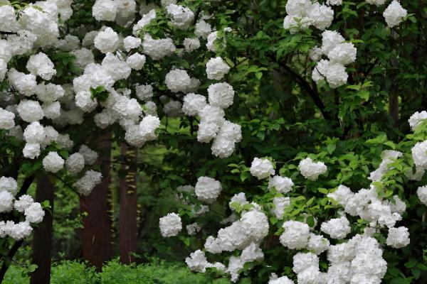 欧洲木绣球的养殖方法，适宜生长在荫蔽的环境中