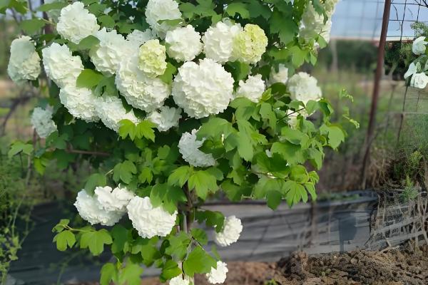 欧洲木绣球的养殖方法，适宜生长在荫蔽的环境中