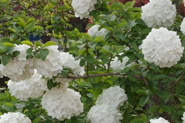 欧洲木绣球的养殖方法，适宜生长在荫蔽的环境中