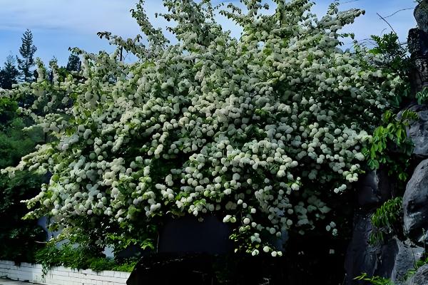 欧洲木绣球的养殖方法，适宜生长在荫蔽的环境中