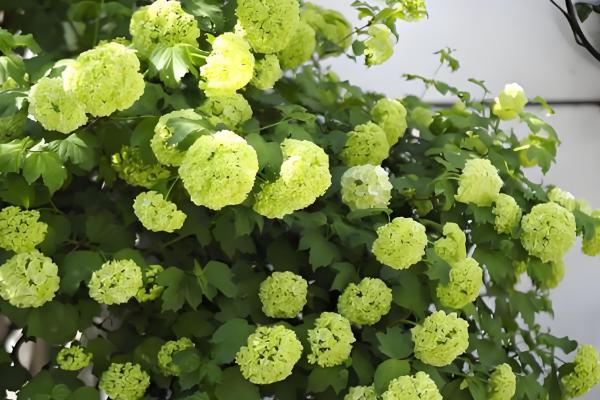 欧洲木绣球的养殖方法，适宜生长在荫蔽的环境中