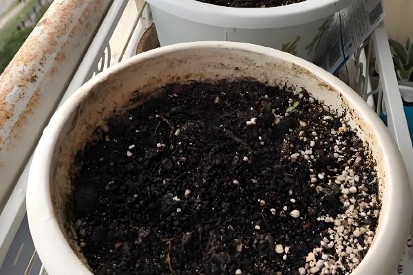 多肉植物的种子种植方法,盆土使用粗砂、泥炭、腐叶土配制