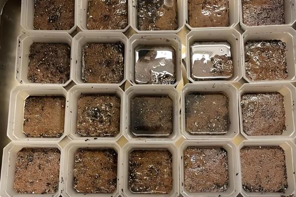 多肉植物的种子种植方法,盆土使用粗砂、泥炭、腐叶土配制