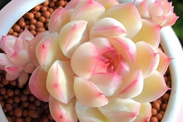 多肉植物的种子种植方法,盆土使用粗砂、泥炭、腐叶土配制