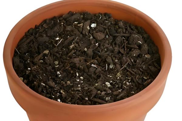 青苹果竹芋能水培吗,青苹果竹芋可以水培