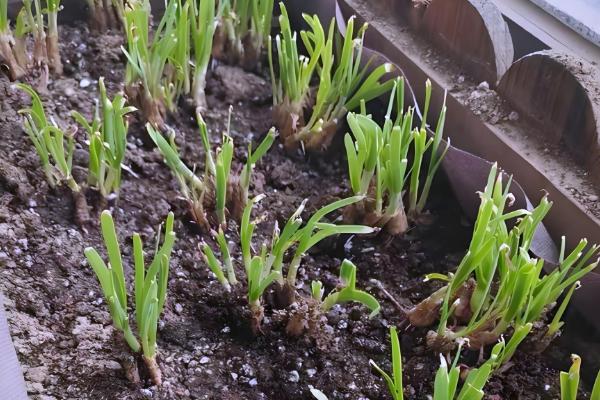 阳台韭菜怎么种植,可播种育苗也可韭根直接栽植