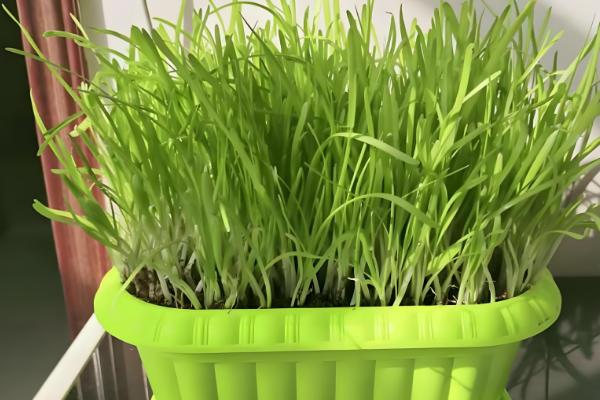 阳台韭菜怎么种植,可播种育苗也可韭根直接栽植