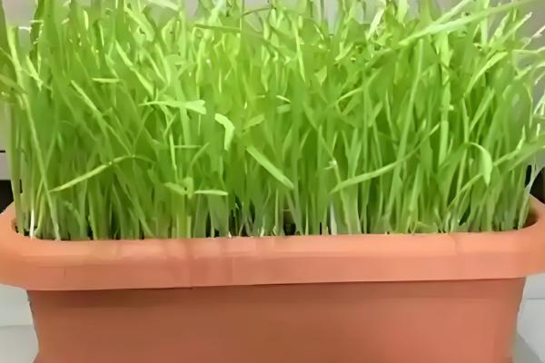 阳台韭菜怎么种植,可播种育苗也可韭根直接栽植